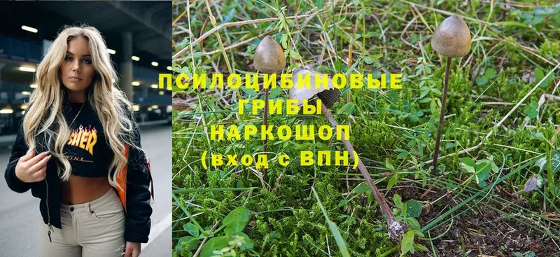 купить наркотик  Серпухов  Галлюциногенные грибы Cubensis 